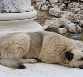 Ένα βίντεο που θα σας κάνει να δακρύσετε: Η Αθήνα μέσα από τα μάτια ενός αδέσποτου σκύλου