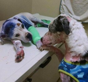 ​Απίστευτα μαθήματα αγάπης από δύο σκυλάκια: Το ένα κακοποιημένο παρηγορεί κουτάβι που το πυροβόλησαν 