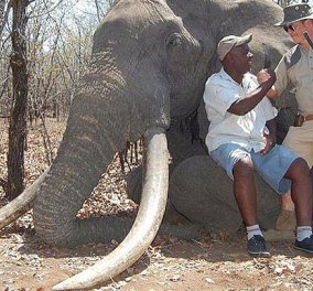 Πρόστιμο 52.000 ευρώ στον Γερμανό που σκότωσε το μεγαλύτερο ελέφαντα της Αφρικής - Φώτο 