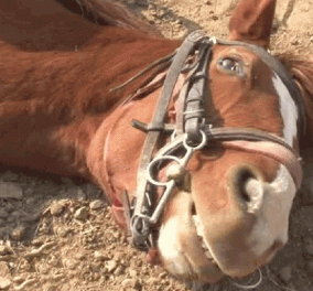Βίντεο: Πανέξυπνο άλογο βαριέται και προσποιείται το πεθαμένο για να μην το ιππεύσει κανείς! 