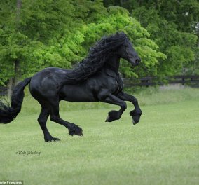  Πρέπει να το δείτε: Είναι το ομορφότερο άλογο του κόσμου (video)  