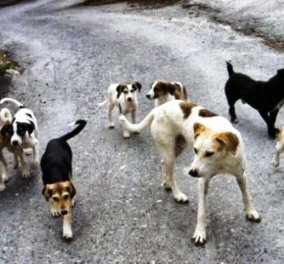 Αγέλη σκύλων στον Τύρναβο σκορπά τον τρόμο σε παιδιά και αγρότες