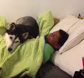 Βίντεο της ημέρας: Χουζούρης σκυλάκος αρνείται να σηκωθεί από το κρεβάτι όπως και το αφεντικό του