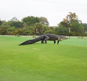 Και που λες πετιέται ένας αλιγάτορας - γίγας 5 μ. μέσα στο γήπεδο του γκολφ (Βίντεο)- Κόκαλο οι παίκτες