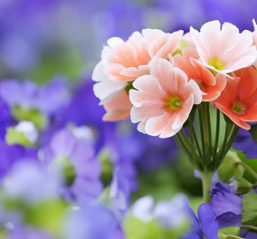 Το πιο ανοιξιάτικο tip: Πώς να κάνετε τα λουλούδια σας να κρατούν περισσότερο την μυρωδιά & την ζωντάνια τους