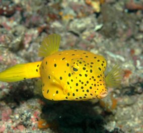 Boxfish: Δείτε το κίτρινο ψάρι που είναι.... ορθογώνιο - Απίστευτο & όμως αληθινό!