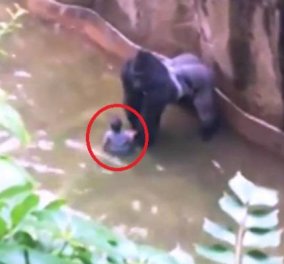 "Θρίλερ" σε ζωολογικό κήπο: 4χρονος πέφτει στα χέρια ενός γορίλα 180 κιλών (Βίντεο)
