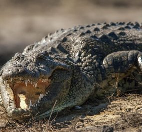 Τρόμος στην Φλόριντα: Οι επικίνδυνοι κροκόδειλοι του Νείλου μετανάστευσαν στα ''φιλόξενα'' νερά της