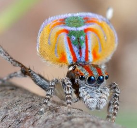 Κι όμως οι αράχνες είναι... sexy! Κάνουν 100 φορές στοματικό πριν, κατά τη διάρκεια & μετά την πράξη