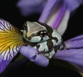 Πανέμορφα βατραχάκια για... φίλημα: Οι ''πρίγκιπες'' της φύσης σε μοναδικά κλικς