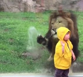 Το λιοντάρι ορμάει στο 3χρονο αγοράκι και είναι έτοιμο να το κάνει μια χαψιά - Φώτο, βίντεο