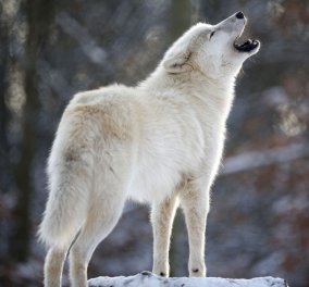 Καταπληκτική έρευνα: Πότε και πού «μεταμορφώθηκαν» οι λύκοι σε σκύλους   