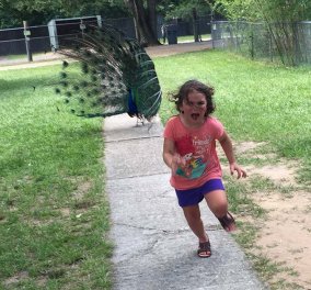 Η απόλυτη viral φώτο του καλοκαιριού με το κοριτσάκι που φοβάται το παγόνι: Βρήκε δεκάδες μιμητές με photoshop   