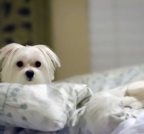 Γλυκά & πανέμορφα σκυλάκια παρακαλάνε να πάρουν πίσω το κρεβάτι τους – Ξεκαρδιστικά Βίντεο