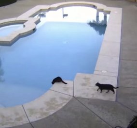 Γελααααμε δυνατά: Άτακτη γατίτσα σπρώχνει μια άλλη στην πισίνα - Την ''τσάκωσε'' η κάμερα ασφαλείας