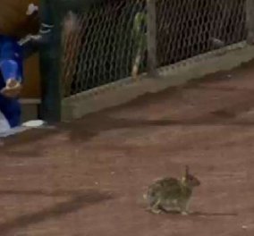 Βίντεο: Καταχειροκροτήθηκε ο λαγός που εισέβαλε σε γήπεδο του μπέιζμπολ πριν τον αγώνα - Έτρεχε προς όλες τις κατευθύνσεις 