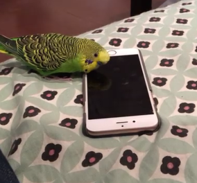 Smile βίντεο: Θεούλης παπαγάλος πιάνει κουβέντα με τη Siri στο iPhone