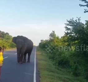 Δείτε το βίντεο: Μικρό κοριτσάκι διώχνει μακριά της τεράστιο ελέφαντα - Σαν να τον υπνώτισε