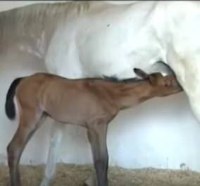 Γέννηση αλόγου στην κάμερα - Δείτε στο συναρπαστικό βίντεο πως βγαίνει το αλογάκι καρέ- καρέ  