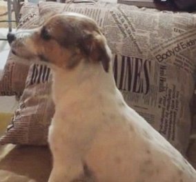 Βίντεο: Αυτός ο αξιολάτρευτος σκύλος βλέπει θρίλερ και τρομάζει κανονικά σαν άνθρωπος!  