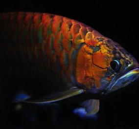 Tο πιο ακριβό petfish στον κόσμο: Ο εντυπωσιακός «κόκκινος δράκος» που φέρνει τύχη!