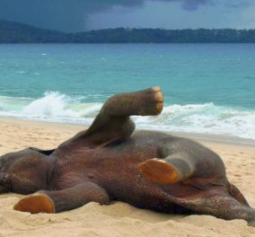 Video: Ελεφαντάκι βλέπει την θάλασσα 1η φορά & η χαρά του δεν περιγράφεται – Κάνει βουτιές & κυλιέται στην άμμο 