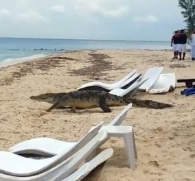 Βίντεο: Χαλάρωναν στην παραλία όταν ξαφνικά  ένας κροκόδειλος 3 μέτρων άρχισε να κόβει βόλτες - Δεν έμεινε κανείς στην ξαπλώστρα  