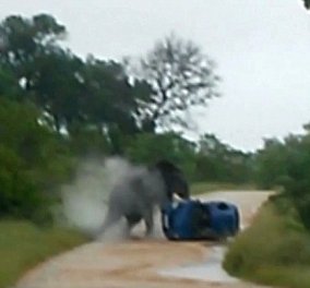 Βίντεο: Η στιγμή που θυμωμένος ελέφαντας αναποδογυρίζει αυτοκίνητο - Κόκκαλο ο οδηγός