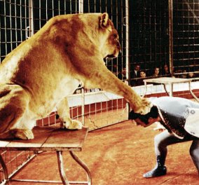 Συγκλονιστικό βίντεο: Το λιοντάρι αγριεύει μέσα στο τσίρκο και επιτίθεται στο αφεντικό του - Το κοινό όπου φύγει φύγει