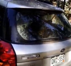  Βίντεο: Προσπάθησε να μπει στο αυτοκίνητό της αλλά μέσα την περίμενε μια άγρια αρκουδα!!!
