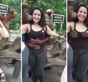 Πολύ πλάκα αυτό το βίντεο: Πονηροί ουραγκοτάγκοι χαϊδεύουν το στήθος φοιτήτριας σε ζωολογικό κήπο