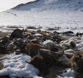Κλαίει ο πλανήτης με τις εικόνες των νεκρών ζώων από το ψύχος των - 50 βαθμών στη Μογγολία