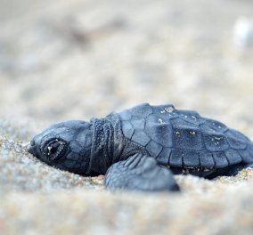 Good news: ‘’ Έσκασαν μύτη’’ τα πρώτα χελωνάκια του Εθνικού Πάρκου Κοτυχίου-Στροφυλιάς