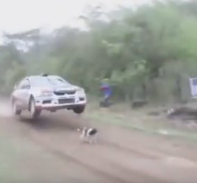 Bίντεο: Αυτός είναι ο πιο τυχερός σκύλος του κόσμου - Πως γλύτωσε στο τσακ από το θάνατο 