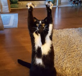 Αυτή η γάτα κάνει κάτι μοναδικό! Σηκώνει τα χειροποδαράκια της ψηλά σαν να να λέει Hi-5 ! Φωτο