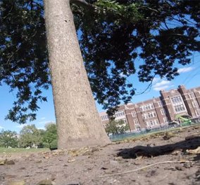  Βίντεο - Σκίουρος αρπάζει μία κάμερα GoPro & καταγράφει την απόδραση του μέσα από τα κλαδιά ενός δένδρου: Θα πεθάνετε στα γέλια  