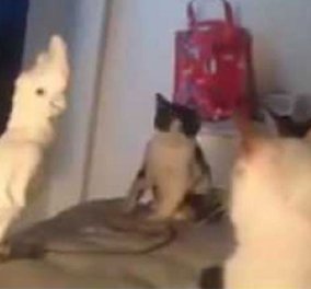Δείτε το ξεκαρδιστικό βίντεο με έναν παπαγάλο που νομίζει ότι είναι μέλος μιας "συμμορίας" με γάτες 