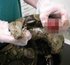 Φρικιαστική εικόνα: 28χρονη αποκεφάλισε με ψαλίδι τα 2 φίδια της και κατάπιε τα κεφάλια τους 