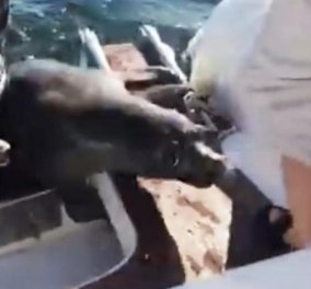 Βίντεο: Ατρόμητη φώκια κάνει επικό σάλτο & πηδάει σε σκάφος για να γλιτώσει από 3 φάλαινες - δολοφόνους 