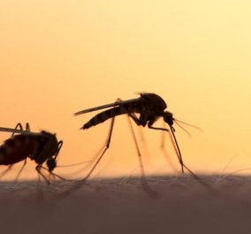 Συναγερμός στην Κρήτη με πέντε κρούσματα ελονοσίας σε αλλοδαπούς  