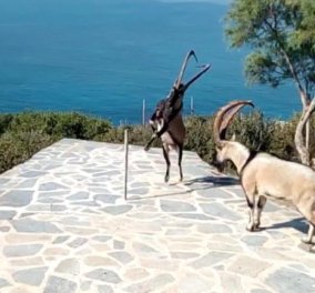 Απίστευτο βίντεο από την Κρήτη: Δύο αγρίμια - κρι-κρι τσακώνονται για το πιο θα φάει ένα καλαμπόκι  