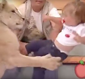 Απίστευτο βίντεο: Λιοντάρι επιτίθεται σε ένα μικρό κοριτσάκι σε ζωντανή σύνδεση στο πλατό εκπομπής