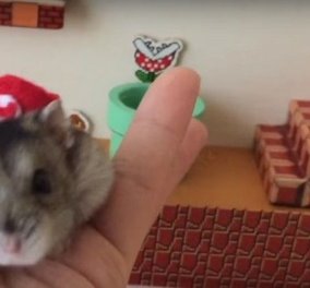 Απίστευτο βίντεο: Αυτό το Hamster τερμάτισε την πρώτη πίστα Super Mario 