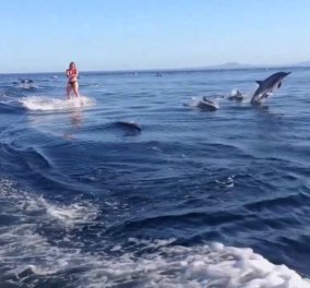 Το βίντεο του καλοκαιριού! 50 δελφίνια κάνουν ...σκι πίσω από μια όμορφη σκιέρ- Εκπληκτικές εικόνες 