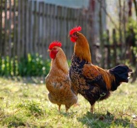 Πως ζευγαρώνουν οι κότες; Πως ο κόκορας τελικά καταφέρνει την κότα του & πως γίνονται τα αυγά;  