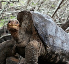Αυτός είναι ο Ντιέγκο, η γιγάντια χελώνα των Γκαλαμπάγκος που έσωσε το είδος της - Έχει κάνει 800 παιδιά! 