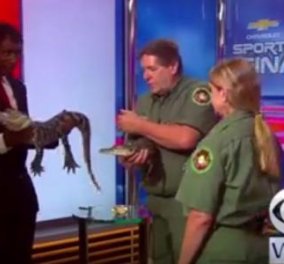 Βίντεο: Ο παρουσιαστής κοντεύει να λιποθυμήσει όταν ο αλιγάτορας που κρατάει στα χέρια του γίνεται ανεξέλεγκτος  