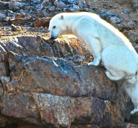 Σώστε τον πλανήτη! Πολική αρκούδα μάταια σκαρφαλώνει σε βράχο χωρίς πάγο - Η κλιματική αλλαγή