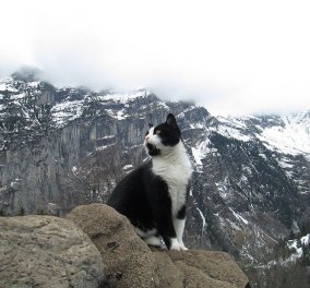 Αυτή η ασπρόμαυρη γατούλα έσωσε άνδρα που χάθηκε στα βουνά της Ελβετίας - Τον οδήγησε με ασφάλεια πίσω στη βάση του 