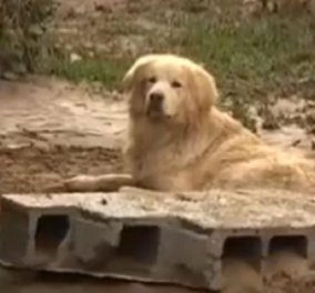 Συγκινητικό: Ο αφοσιωμένος σκύλος δεν άφησε να πάρουν μακριά του το 77χρονο αφεντικό του που έχασε τη ζωή του στη Λακωνία